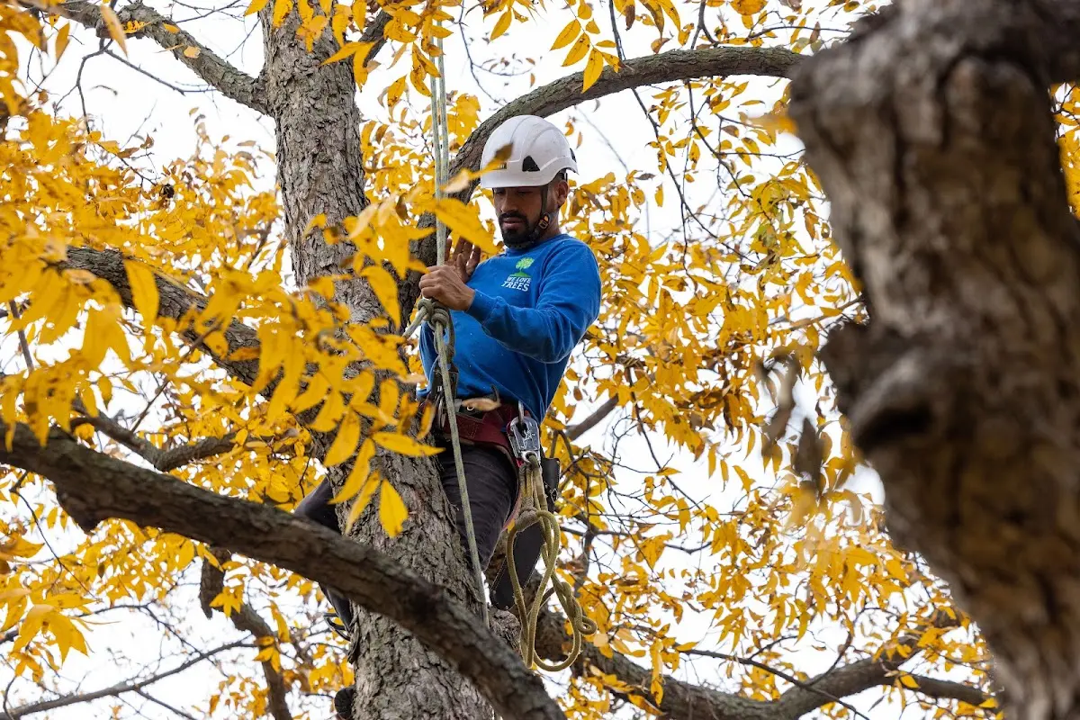 Skilled Tree Pruning crew working in Batchelor